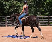 lesson-friesian-horse