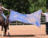 parade-friesian-horse
