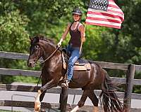 show-friesian-horse