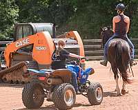 trail-friesian-horse
