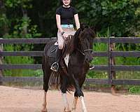 trail-riding-friesian-horse