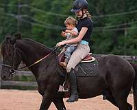 pinto-all-around-horse