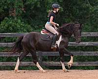 pinto-friesian-gelding