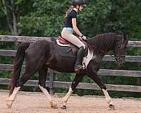 youth-friesian-horse