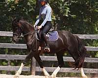 pinto-athletic-horse