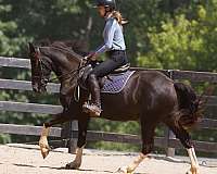 pinto-dressage-horse