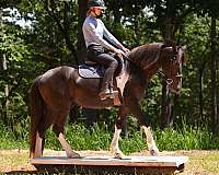 pinto-flashy-horse