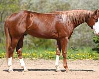 athletic-quarter-horse