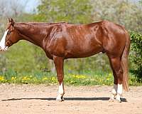 breeding-quarter-horse