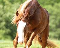 calf-roping-quarter-horse