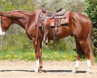 flashy-quarter-horse