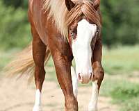 performance-quarter-horse