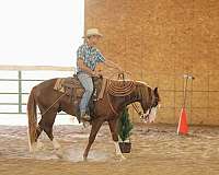 ranch-quarter-horse