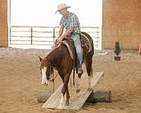 ranch-versatility-quarter-horse