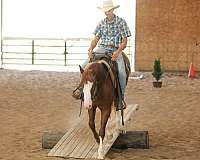 ranch-work-quarter-horse