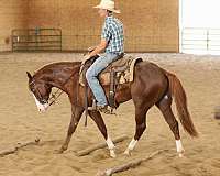 reined-cow-quarter-horse