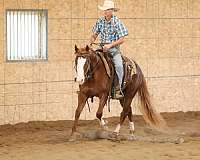 roping-quarter-horse