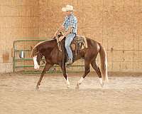 show-quarter-horse