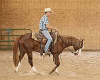 stallion-quarter-horse