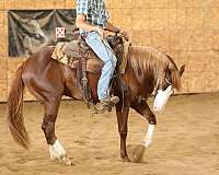 trail-quarter-horse