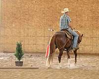 trail-riding-quarter-horse
