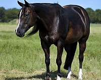 flashy-paint-horse