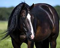 husband-safe-paint-horse