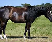 kid-safe-paint-horse