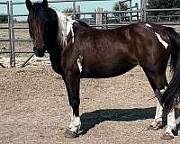 pony-mare