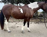 broodmare-pony