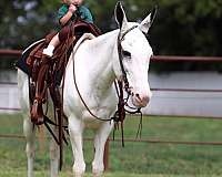 piebald-mule-for-sale