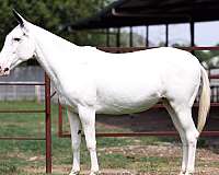 all-around-mule