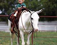 driving-mule