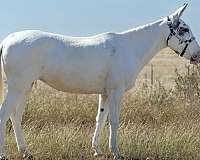 flashy-mule