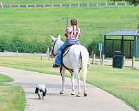 ranch-work-mule