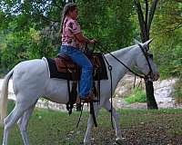 team-driving-mule