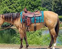 athletic-quarter-horse