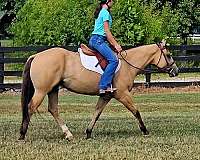 flashy-quarter-horse