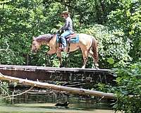 husband-safe-quarter-horse