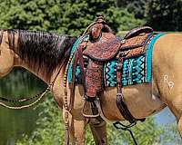 performance-quarter-horse