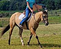 ranch-quarter-horse
