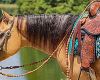 ranch-versatility-quarter-horse