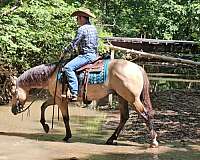 ranch-work-quarter-horse