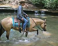 ridden-english-quarter-horse