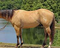 ridden-western-quarter-horse