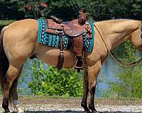roping-quarter-horse