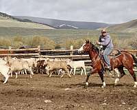 athletic-paint-horse