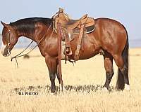calf-roping-paint-horse