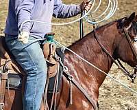 flashy-paint-horse