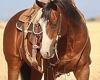 heel-paint-horse